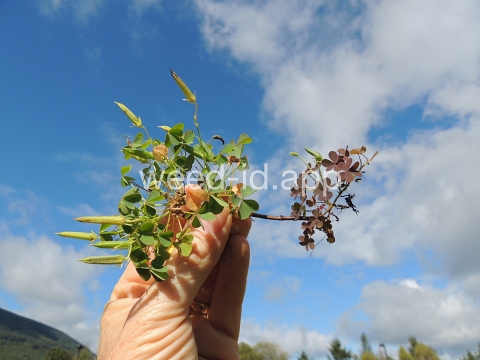 woodsorrel, creeping